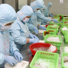 Ngành tôm Việt tiêu tốn 10.000 tỷ đồng kháng sinh/năm